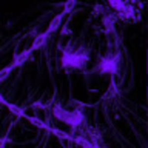 Meet your Posher, Jossy